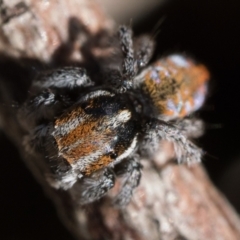 Maratus calcitrans at Bonner, ACT - 3 Dec 2022