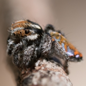 Maratus calcitrans at Bonner, ACT - 3 Dec 2022