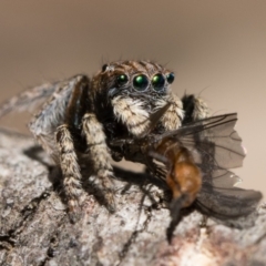 Maratus vespertilio (Bat-like peacock spider) at Sutton, NSW - 2 Dec 2022 by patrickcox