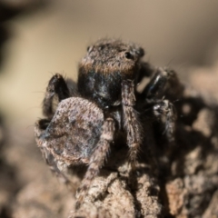 Maratus vespertilio at Sutton, NSW - 3 Dec 2022