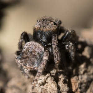 Maratus vespertilio at Sutton, NSW - suppressed