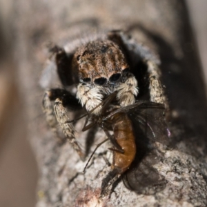 Maratus vespertilio at Sutton, NSW - 3 Dec 2022