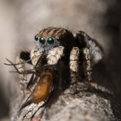 Maratus vespertilio at Sutton, NSW - 3 Dec 2022