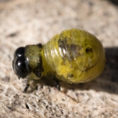 Calomela sp. (genus) (Acacia leaf beetle) at Mulligans Flat - 2 Dec 2022 by patrickcox