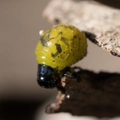 Calomela sp. (genus) at Bonner, ACT - 3 Dec 2022