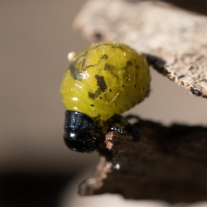 Calomela sp. (genus) at Bonner, ACT - 3 Dec 2022