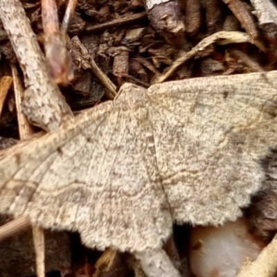 Taxeotis intextata (Looper Moth, Grey Taxeotis) at QPRC LGA - 2 Dec 2022 by clarehoneydove