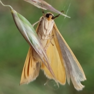 Palaeosia undescribed species at Bungendore, NSW - 2 Dec 2022