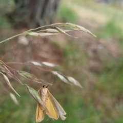 Palaeosia undescribed species at Bungendore, NSW - 2 Dec 2022