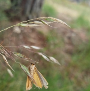 Palaeosia undescribed species at Bungendore, NSW - 2 Dec 2022 02:16 PM