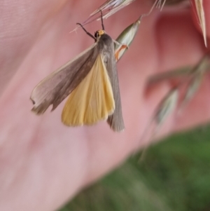 Palaeosia undescribed species at Bungendore, NSW - 2 Dec 2022 02:16 PM