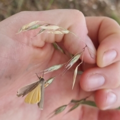 Palaeosia undescribed species at Bungendore, NSW - 2 Dec 2022 02:16 PM