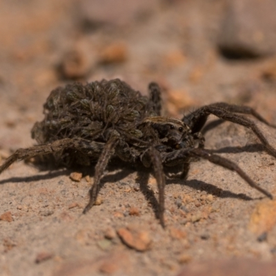 Unidentified Wolf spider (Lycosidae) at Bonner, ACT - 2 Dec 2022 by patrickcox
