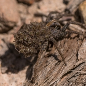 Lycosidae (family) at Bonner, ACT - 3 Dec 2022 10:00 AM