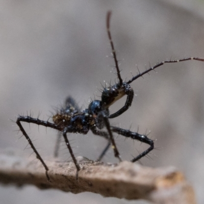 Reduviidae (family) (An assassin bug) at Cook, ACT - 3 Dec 2022 by patrickcox