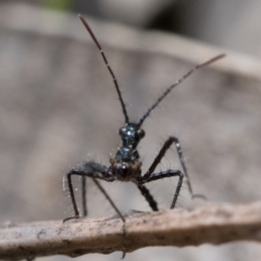 Reduviidae (family) at Cook, ACT - 3 Dec 2022