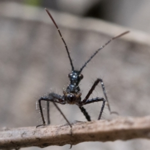 Reduviidae (family) at Cook, ACT - 3 Dec 2022 01:00 PM