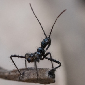 Reduviidae (family) at Cook, ACT - 3 Dec 2022