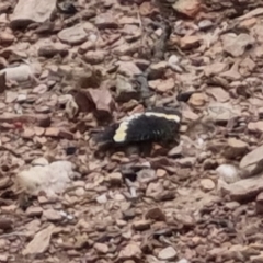 Eutrichopidia latinus (Yellow-banded Day-moth) at Bungendore, NSW - 3 Dec 2022 by clarehoneydove