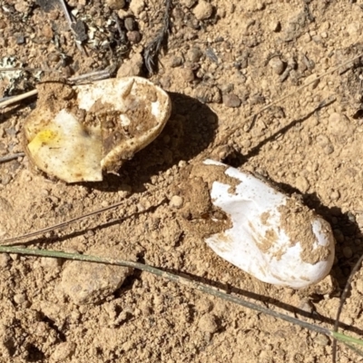 Unidentified Reptile and Frog at Bonner, ACT - 2 Dec 2022 by patrickcox