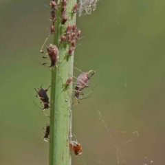 Unidentified Psyllid, lerp, aphid or whitefly (Hemiptera, several families) at O'Connor, ACT - 3 Dec 2022 by ConBoekel