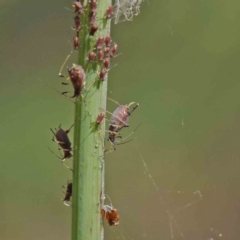 Uroleucon sp. (genus) (an aphid that usually feeds on daisies) at O'Connor, ACT - 3 Dec 2022 by ConBoekel