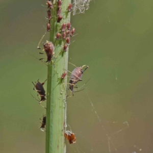 Unidentified Psyllid, lerp, aphid & whitefly (Hemiptera, several families) (TBC) at suppressed by ConBoekel