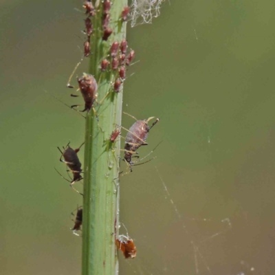 Unidentified Psyllid, lerp, aphid & whitefly (Hemiptera, several families) at Dryandra St Woodland - 3 Dec 2022 by ConBoekel