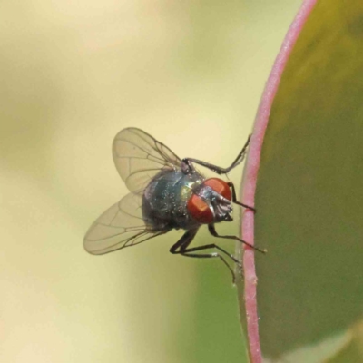 Calliphoridae (family) (Unidentified blowfly) at O'Connor, ACT - 3 Dec 2022 by ConBoekel