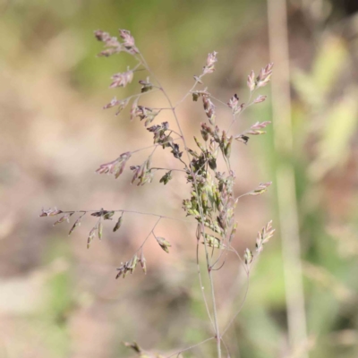 Poa (genus) (A Snow Grass) at O'Connor, ACT - 3 Dec 2022 by ConBoekel