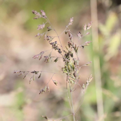 Poa sp. (A Snow Grass) at Dryandra St Woodland - 2 Dec 2022 by ConBoekel