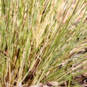 Poa sp. at O'Connor, ACT - 3 Dec 2022