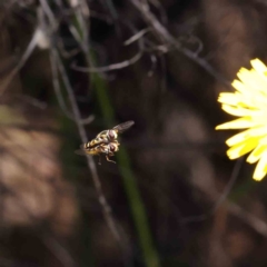 Syrphini sp. (tribe) (Unidentified syrphine hover fly) at O'Connor, ACT - 2 Dec 2022 by ConBoekel