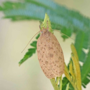 Garrha carnea at O'Connor, ACT - 3 Dec 2022 10:29 AM