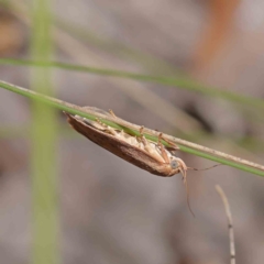 Garrha carnea at O'Connor, ACT - 3 Dec 2022 10:29 AM