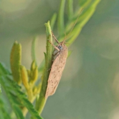 Garrha carnea at O'Connor, ACT - 3 Dec 2022 10:29 AM