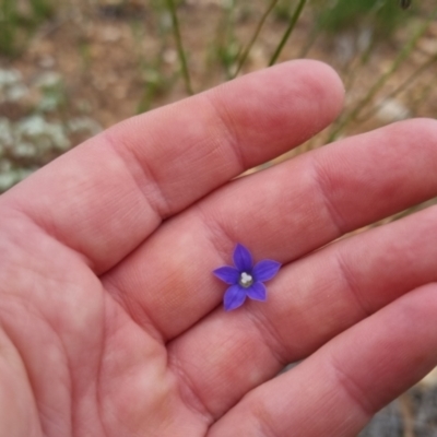Wahlenbergia sp. (Bluebell) at Bungendore, NSW - 2 Dec 2022 by clarehoneydove