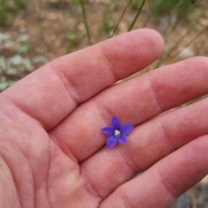 Wahlenbergia sp. (TBC) at suppressed by clarehoneydove