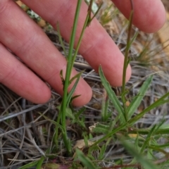 Wahlenbergia sp. at Bungendore, NSW - 2 Dec 2022