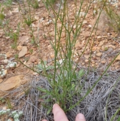 Wahlenbergia sp. at Bungendore, NSW - 2 Dec 2022