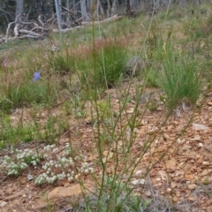 Wahlenbergia sp. at Bungendore, NSW - 2 Dec 2022