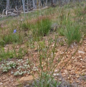 Wahlenbergia sp. at Bungendore, NSW - 2 Dec 2022