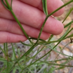 Wahlenbergia sp. at Bungendore, NSW - 2 Dec 2022