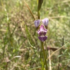 Diuris dendrobioides (Late Mauve Doubletail) by Shazw