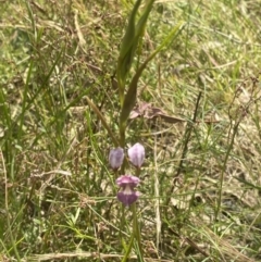 Diuris dendrobioides at suppressed - 3 Dec 2022