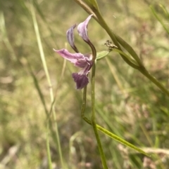 Diuris dendrobioides at suppressed - 3 Dec 2022