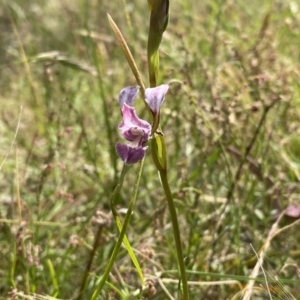 Diuris dendrobioides at suppressed - 3 Dec 2022