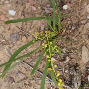 Lomandra filiformis subsp. coriacea at Bungendore, NSW - 3 Dec 2022
