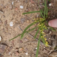Lomandra filiformis subsp. coriacea at Bungendore, NSW - 3 Dec 2022