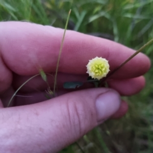 Trifolium campestre at Bungendore, NSW - 2 Dec 2022